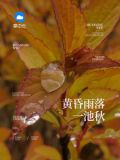 黄昏雨落一池秋